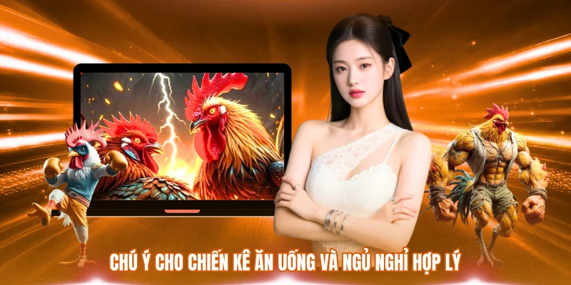 Cách Nuôi Gà Đá Có Lực – Chăm Sóc Và Rèn Thể Trạng Hiệu Quả 2 Chú ý cho chiến kê ăn uống và ngủ nghỉ hợp lý
