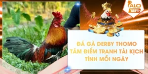 da ga derby thomo tam diem tranh tai kich tinh moi ngay