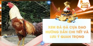 xem da ga cua dao huong dan chi tiet va luu y quan trong